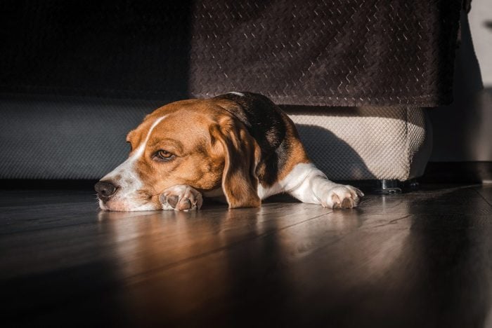 Beagle Dog Lies On The Floor In The House, Muzzle On The Floor, Sad, Bored Look