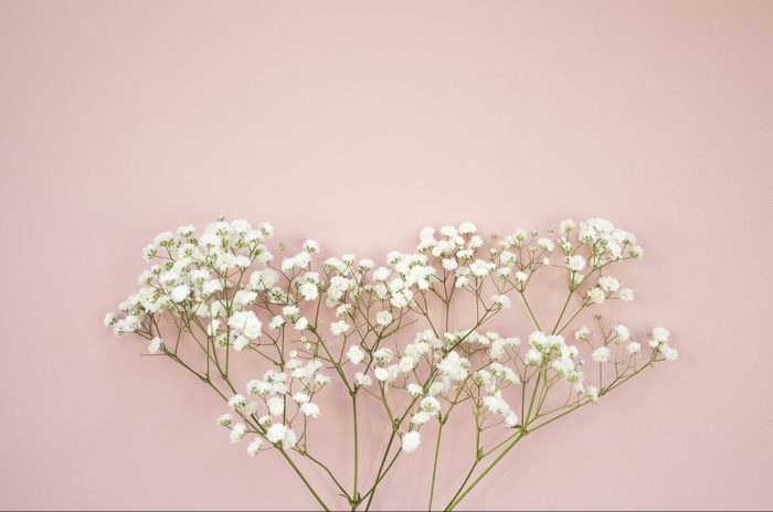 Bouquet of fresh delicate white baby breath flowers on a pink background
