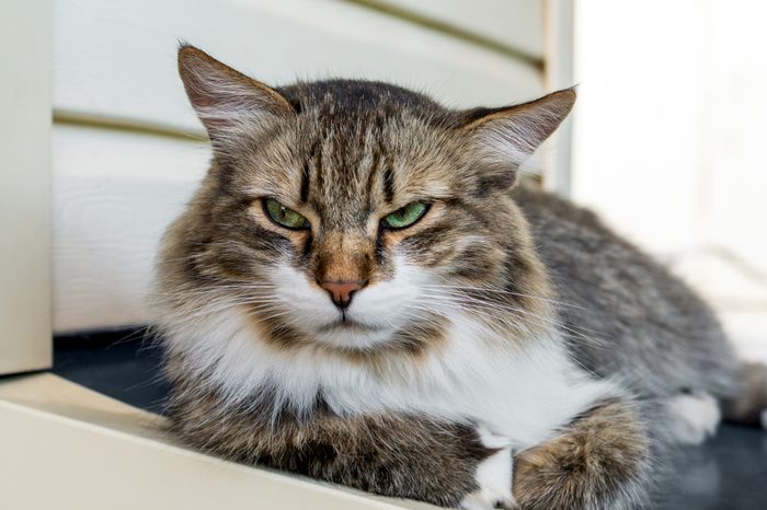 Angry cat with unhappy expression lying on the windowsill of the house.