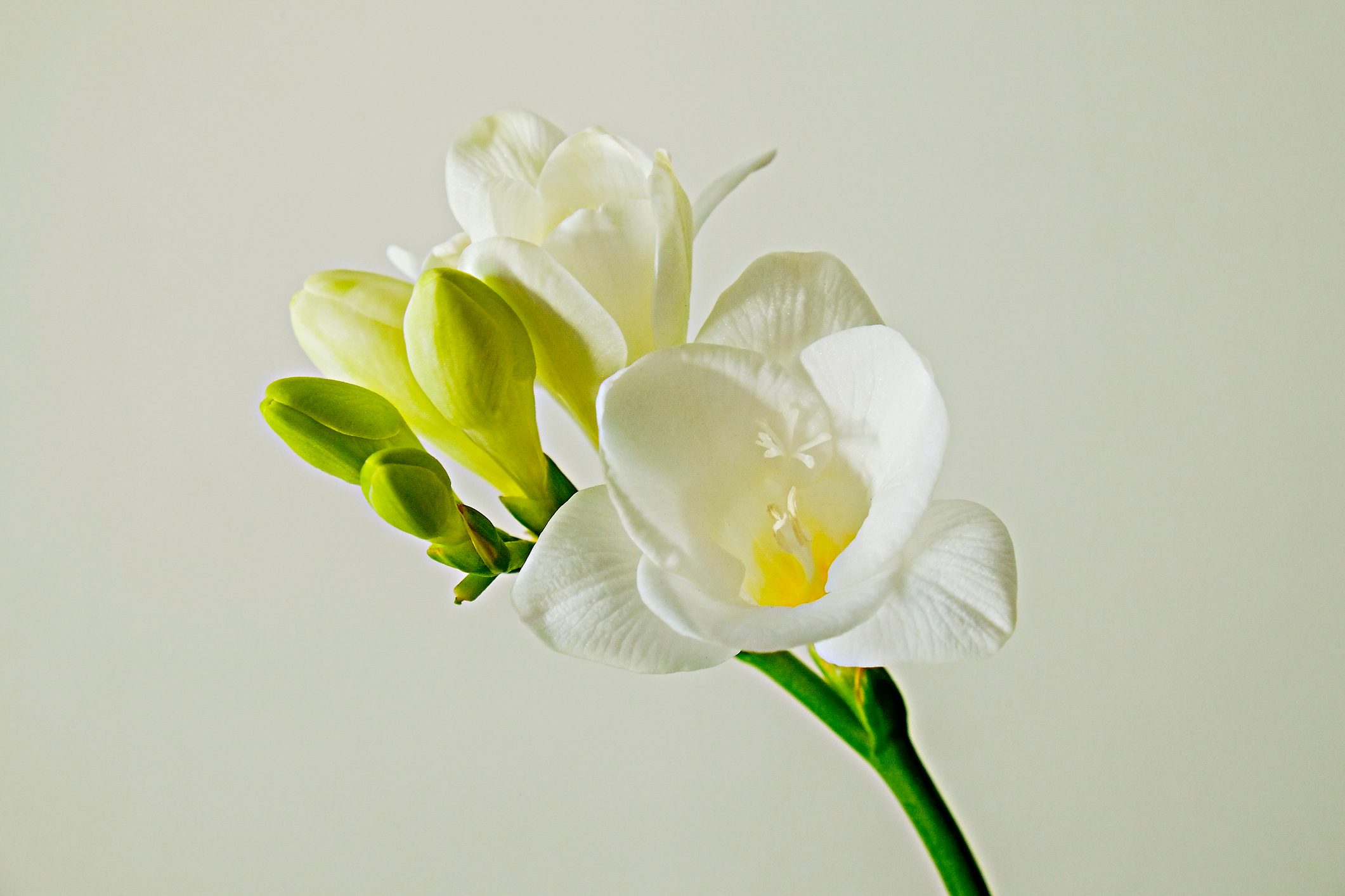 Close up shot of white freesia flowers
