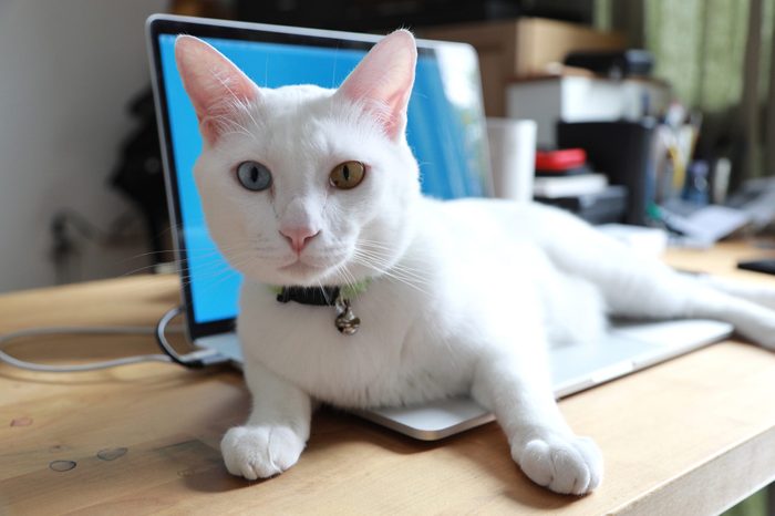 White Cat lying on a laptop on a wood desk