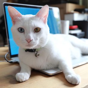 White Cat lying on a laptop on a wood desk