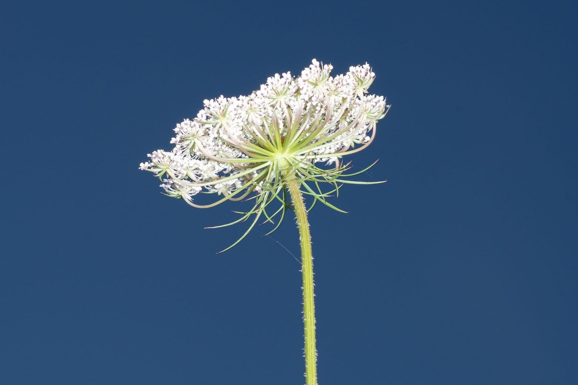 Queen Anne’s lace flower against sky