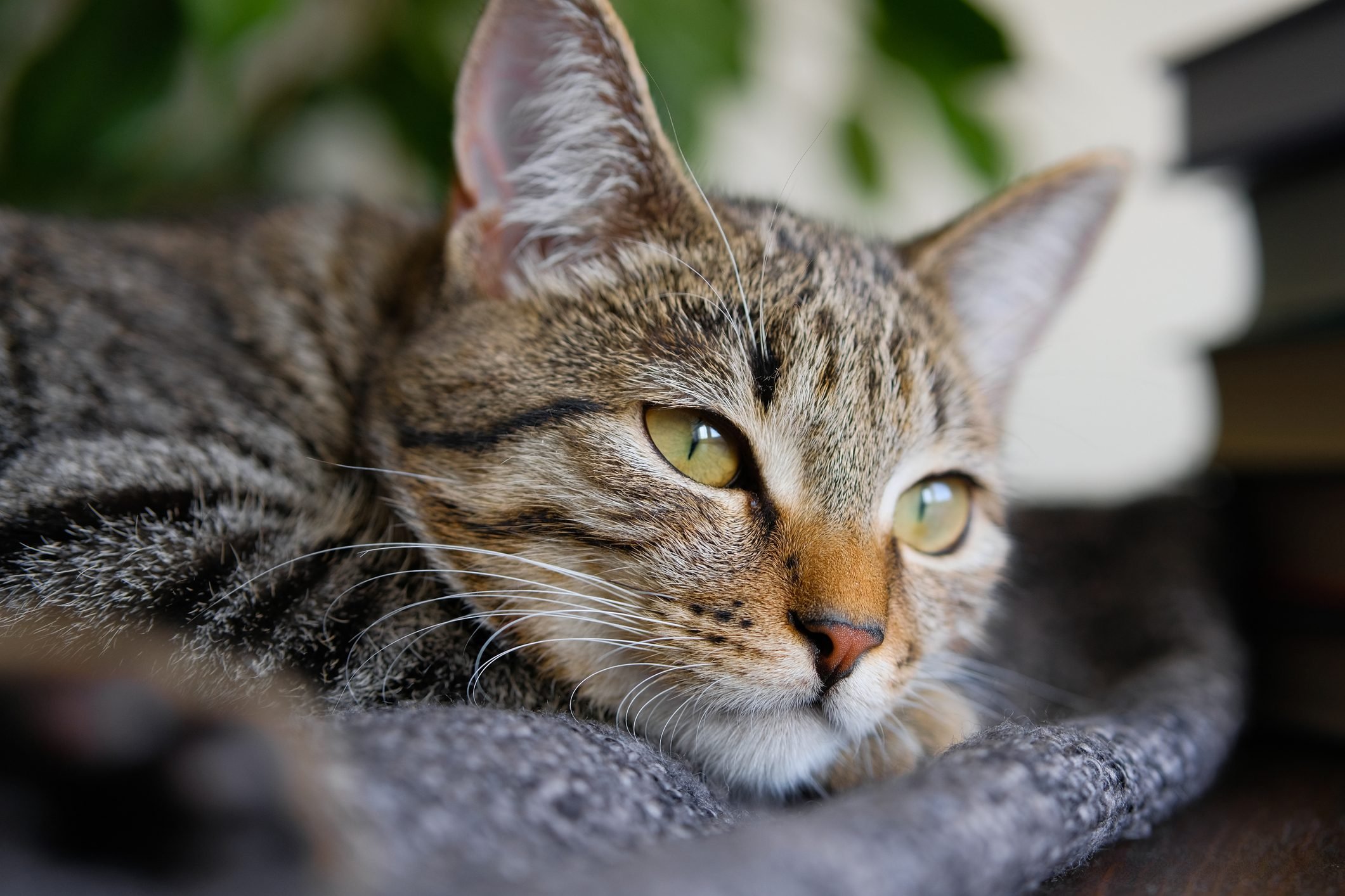 Cat Depression: 11 Signs of a Depressed Cat | Reader's Digest