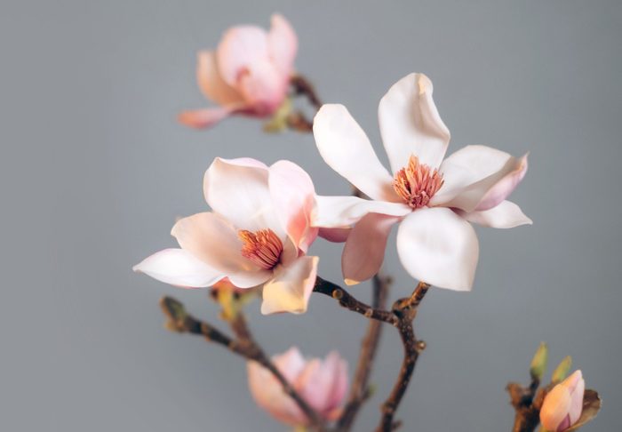 A branch of blooming pink magnolia flowers