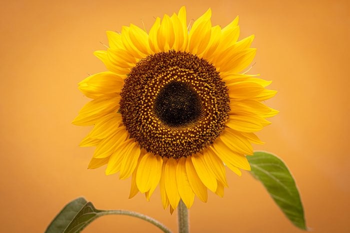 Large Single Sunflower Detail on orange background