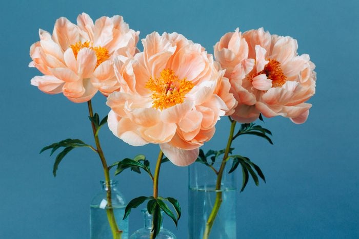 Three blossoming pastel-coral peonies in a glass vases on gray background. Close-up