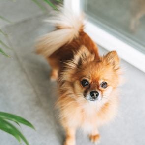 Small Pretty Red Pomeranian Dog Looking At Camera At Home