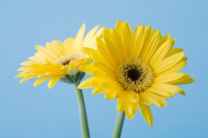 Yellow Gerber Daisy flowers on blue background
