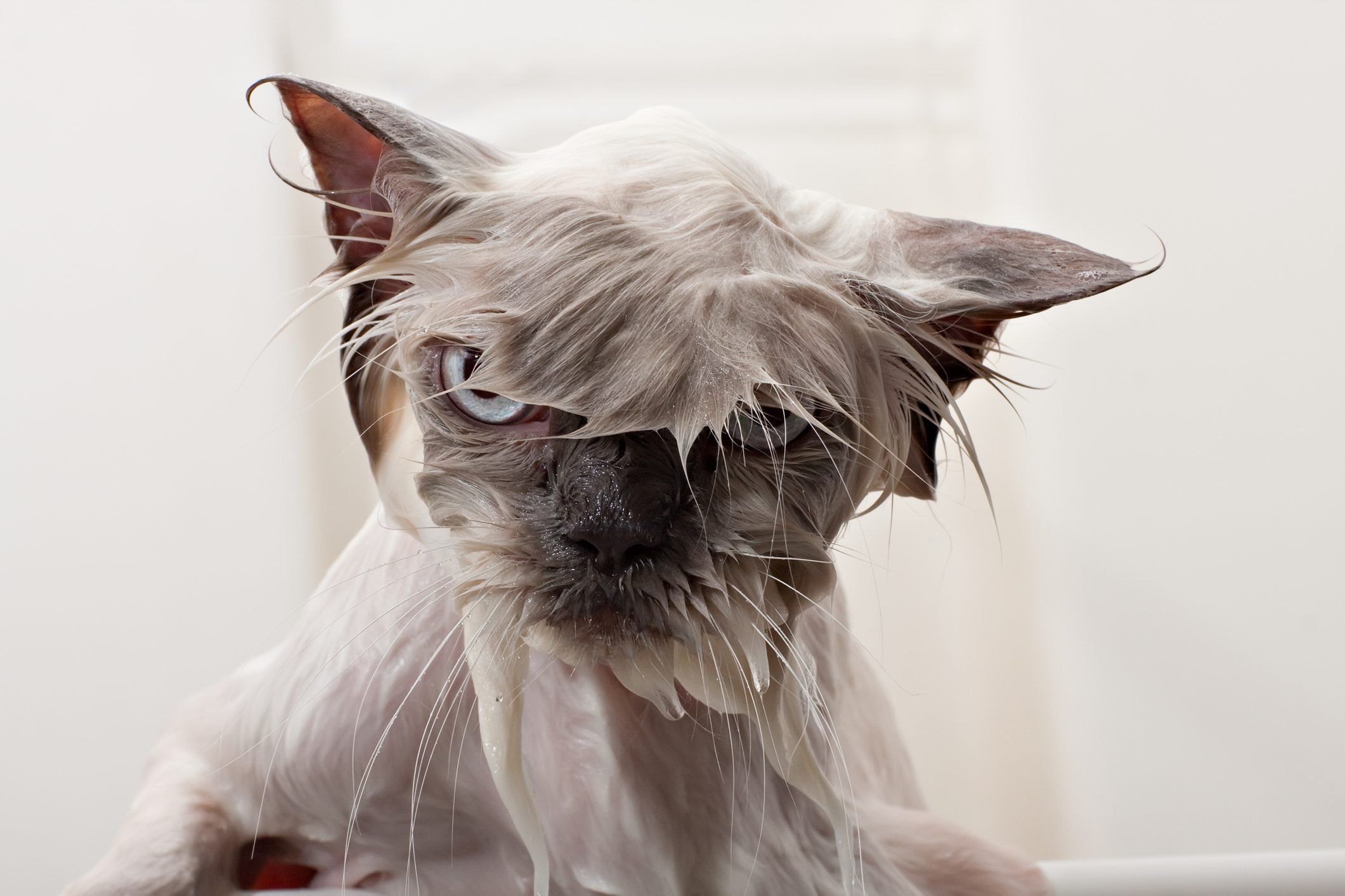 Why Do Cats Hate Water? 6 Reasons Your Cat Is Afraid of Water