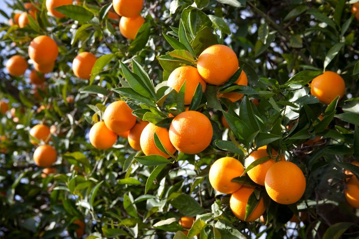 Florida Oranges on an orange tree