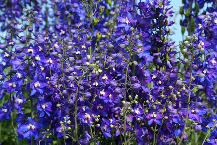 Close up of Purple Delphinium Flowers