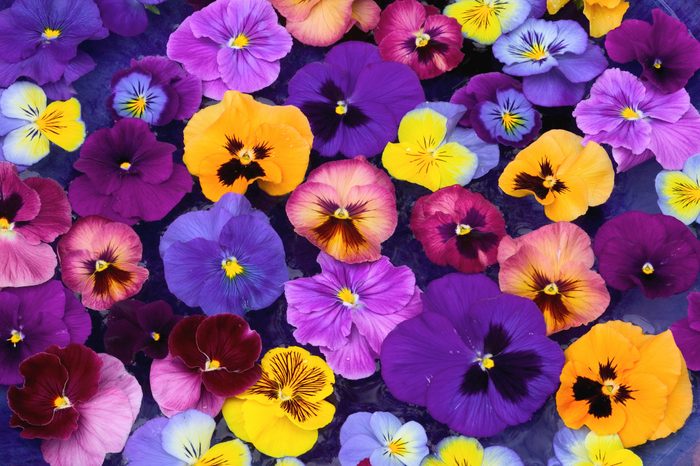 Variety of colorful Pansy flowers petals close-up, overhead view