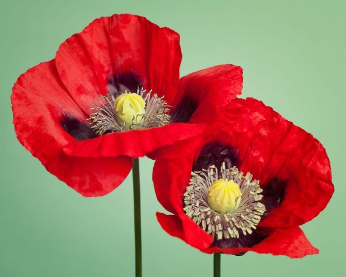 Close up of red poppy's flowers