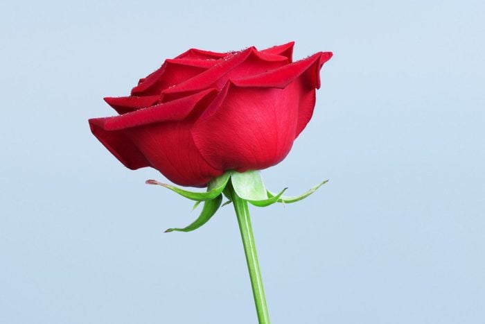 Single Red Rose Flower Stem