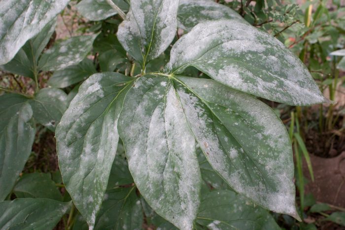 Powdery mildew on green leaves of a sick plant