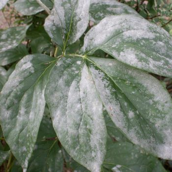 Powdery mildew on green leaves of a sick plant