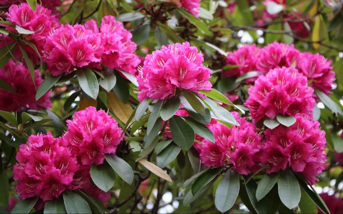 Rhododendron bush with large flowers
