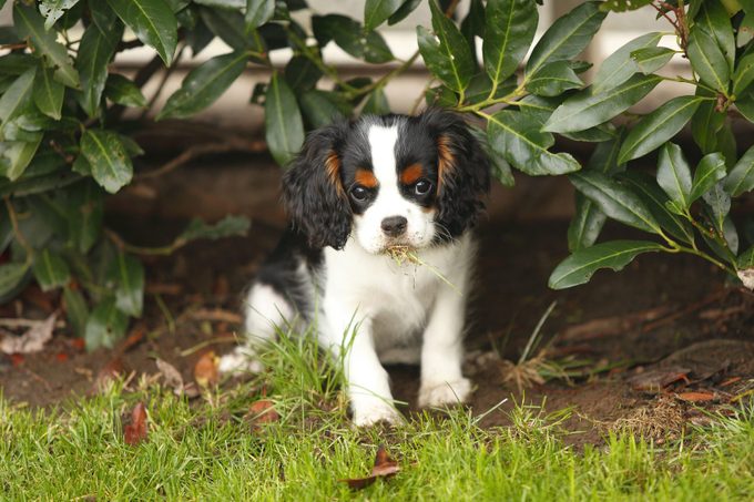 Cavalier King Charles Spaniel puppy eating grass under a shrub