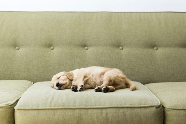 Puppy sleeping and dreaming on sofa