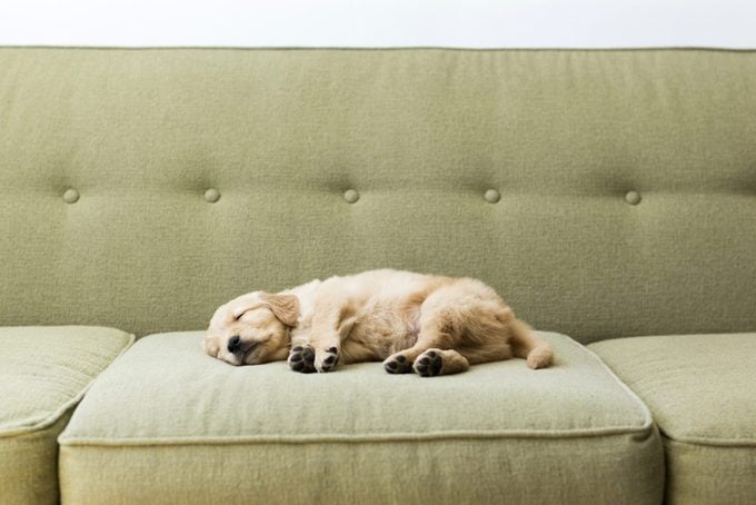 Puppy sleeping and dreaming on sofa