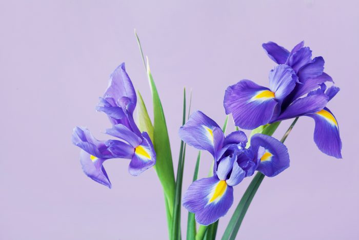 Purple Iris Flowers for spring