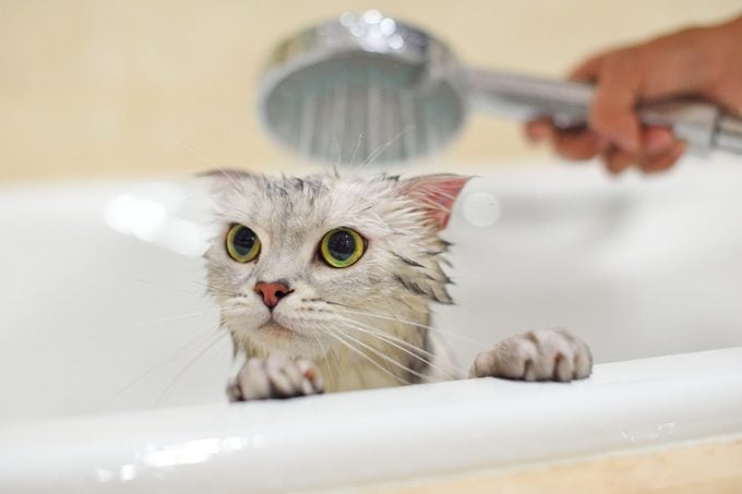 Cat taking a bath