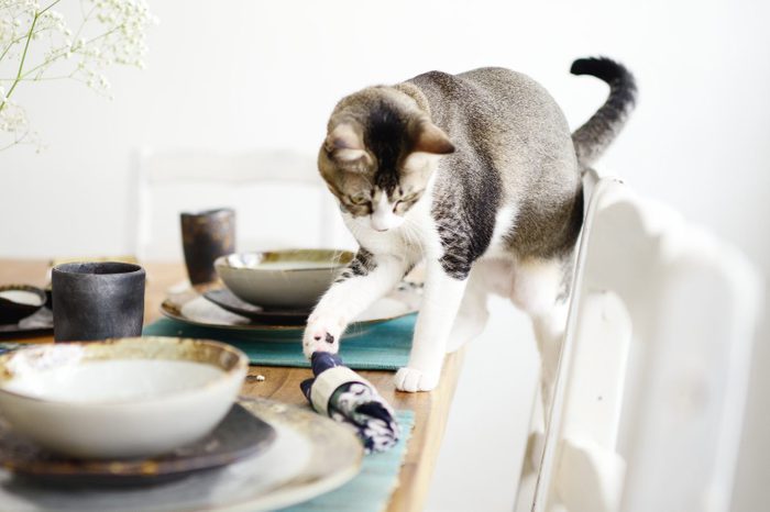 Grey and white cat pushing a napkin off a set table