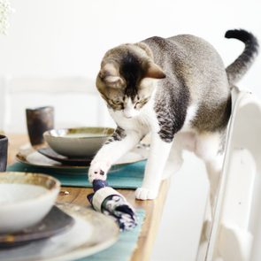 Grey and white cat pushing a napkin off a set table
