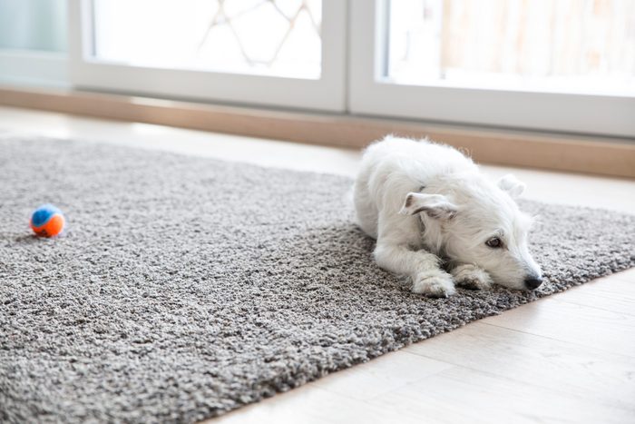 Litlle dog lying on carpet in the living room