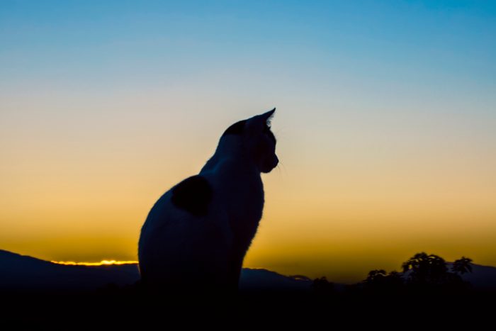 Silhouette of cat sitting on deck at sunrise