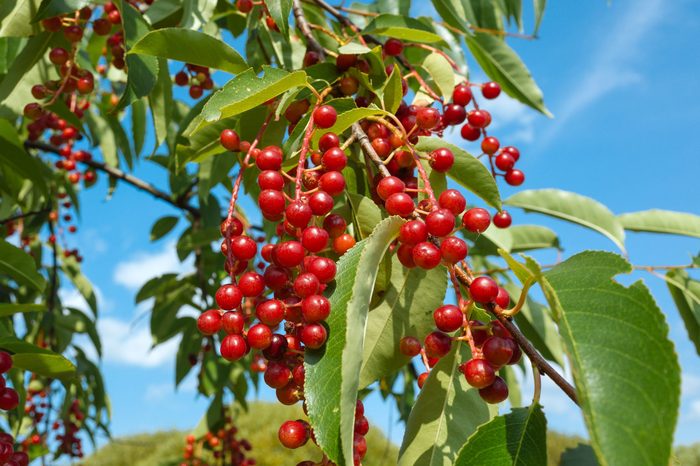 Ripe fruits of bird cherry in the public park in Moscow