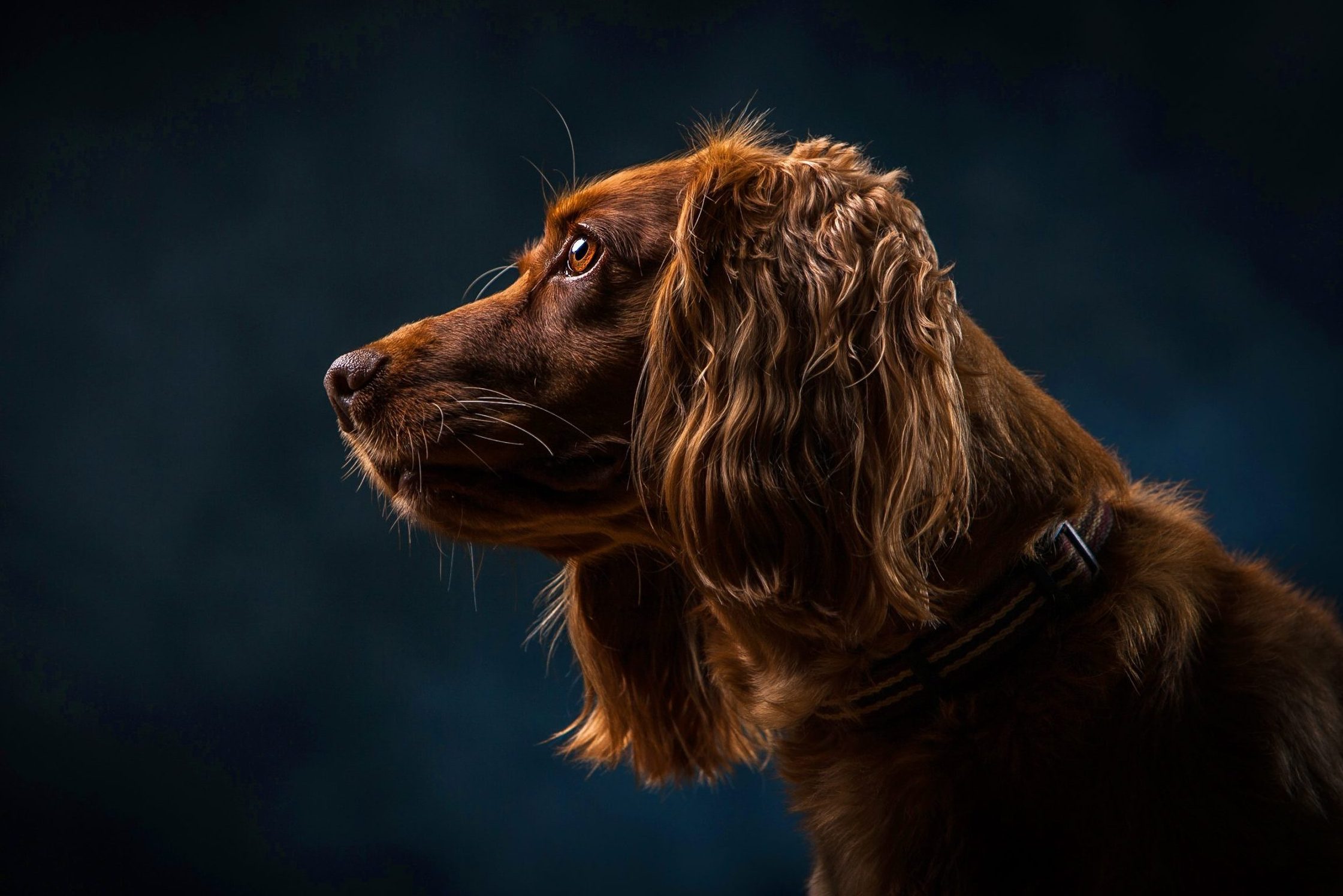 Can Dogs See in the Dark? Learn About Dogs and Night Vision