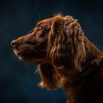 Can Dogs See in the Dark? All About Dogs and Night Vision