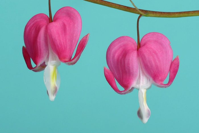 Close up view of Bleeding Heart Flower Buds on Blue background