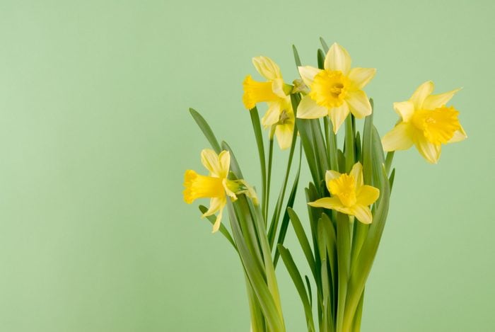 Yellow Spring Daffodil Flowers on Green Background