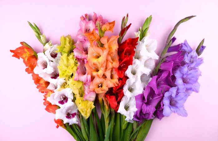 Variety of Colorful Gladiolus Flowers Mixed Colors