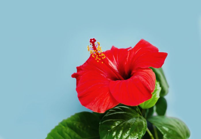 Bright Red Hibiscus Blue Background