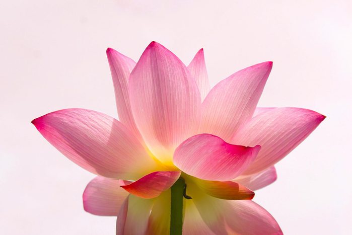 Single Pink Lotus Bloom on Pink background