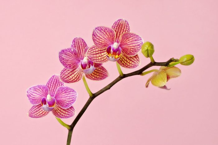 Pink Orchid blooms On Pink
