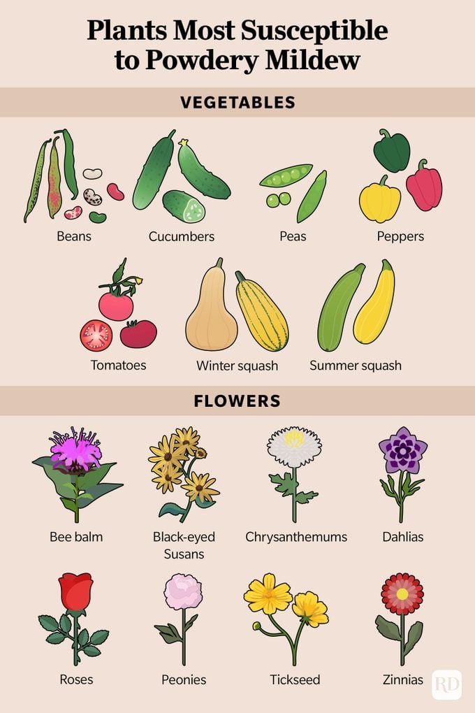 Infographic showing which plants are most susceptible to powdery mildew