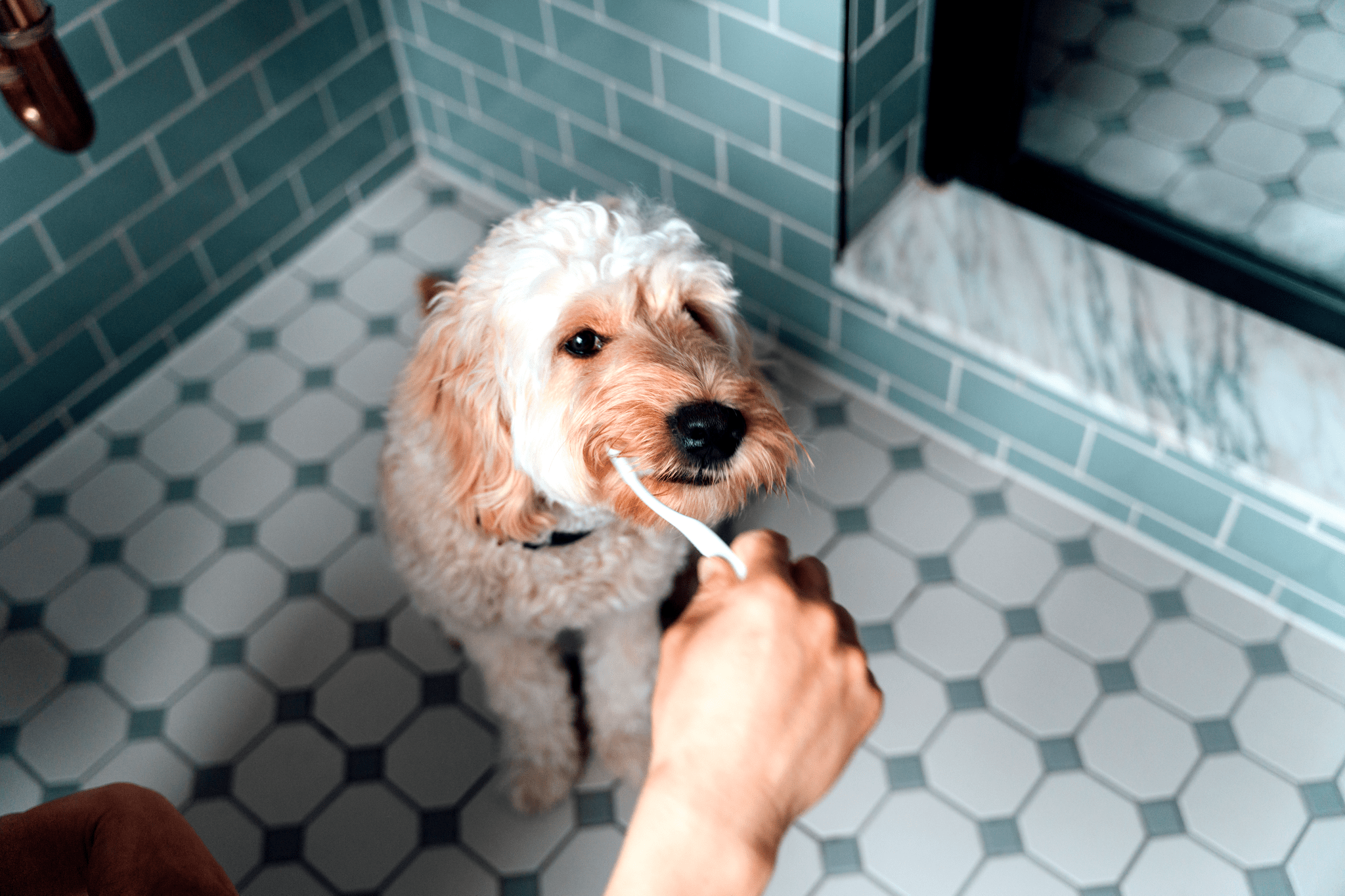 Dogs Brushing Teeth Gettyimages 1322177838