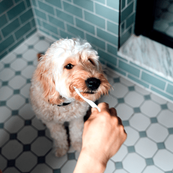 human brushing dog's teeth in a light blue bathroom