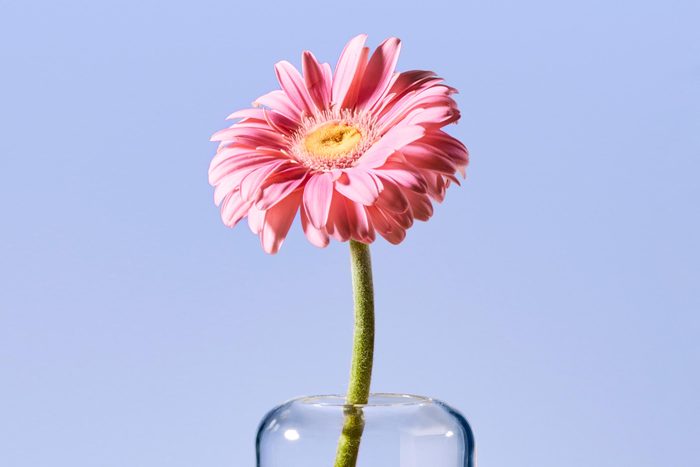 a single pink gerbera daisy flower facing the light against a periwinkle background