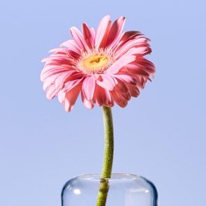 a single pink gerbera daisy flower facing the light against a periwinkle background