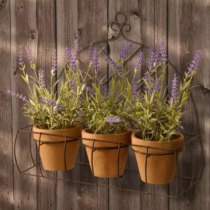 Potted Lavender Plants Ecomm Via Bjs.com