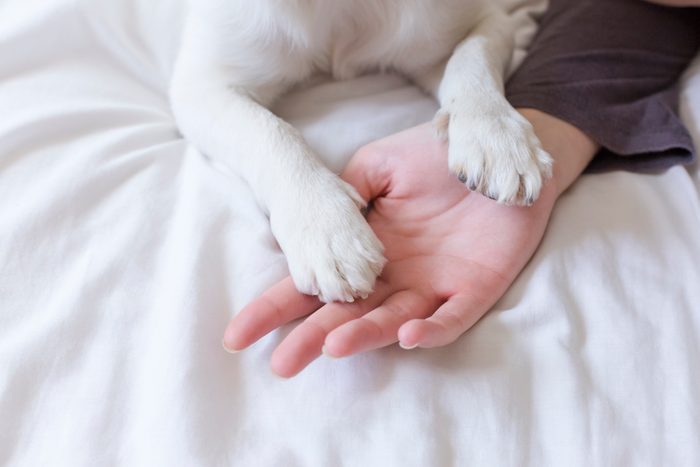 Cropped Hand Of Woman With Dog On Bed At Home