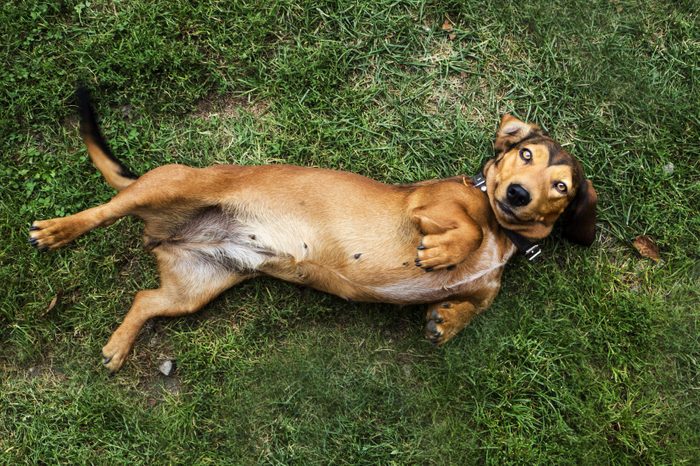 Overhead view of a dog rolling around on the grass, Poland