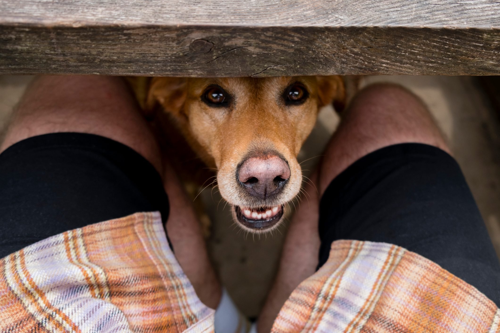 Reasons Behind Weird Dog Behavior | Decode Common Dog Behaviors