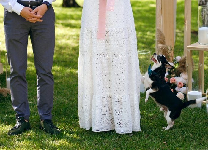 happy dog jumps on a woman white dress, a couple stands under a wedding arch, a funny doggie jumps on a girl